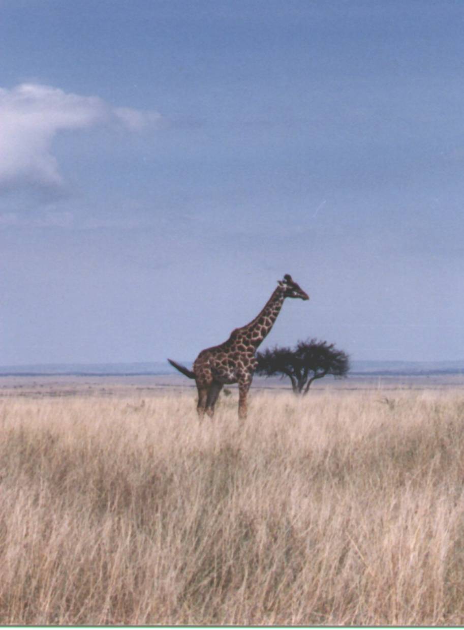 giraffecu.jpg